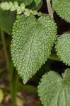 Heartleaf skullcap